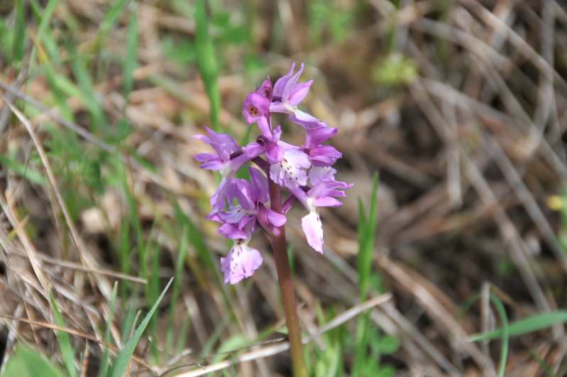 Orchis mascula subsp. ichnusae / Orchide di Sardegna